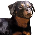 Bozal de nylon para perro talla SPECIAL para razas de hocico corto