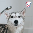 Shampooing à l'orange pour chiens | Shampooing aux fruits du toiletteur | Shampooing à l'orange 1 litre
