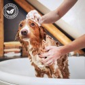 Shampooing au gingembre et aux aînés pour chiens | Shampooing aux fruits du toiletteur | Shampooing gingembre et sureau 1 litre