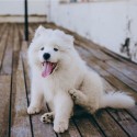 Mousse Cristal Clean pelo blanco para perros | Acondicionador Iv San Bernard Tradicional | Mousse acondicionador perros 250 ml