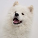 Diamonds White Hair shampoo para cães | Shampoo Iv San Bernard Traditional | Sabonete para cães 75 gr