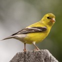 Nutribird C15 - Erhaltungsfutter für Kanarienvögel 1 kg
