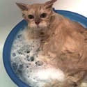 Salud e higiene para gatos
