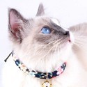 Halsbänder und Leinen für Katzen