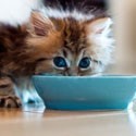 Futter- und Tränken für Katzen