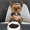 Futter- und Tränken für Hunde