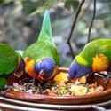 Nourriture pour oiseaux