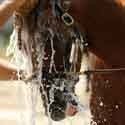 Salute e igiene per i cavalli