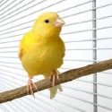 Käfige und Zubehör für Vögel